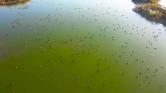 航拍阿克苏湿地公园野鸭子视频