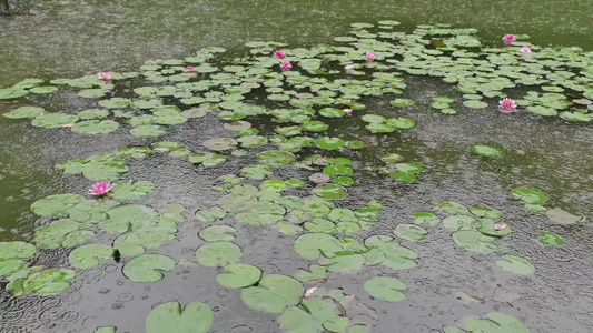 雨后池塘中的睡莲视频