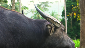 一只被鼻环捆绑的水牛在亚西娅热带丛林里吃草11秒视频