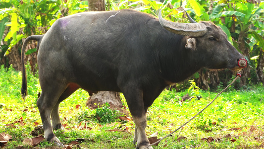 一只被鼻子环捆绑的水牛在亚西娅热带丛林中吃草野牛在视频
