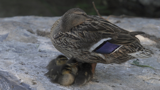 鸭妈妈护着小鸭宝宝视频
