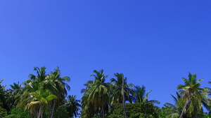 椰树林上的蓝天12秒视频