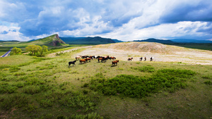 5k航拍内蒙古草原上自由移动的马群43秒视频