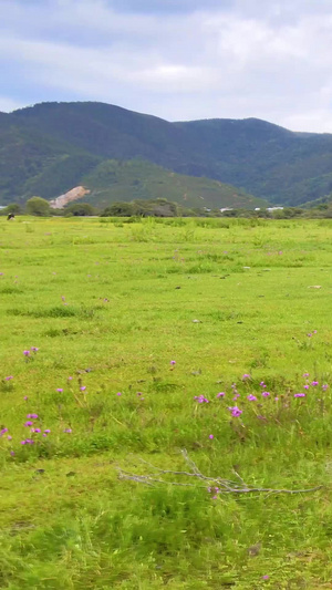 航拍云南拉普达措国家公园5A景区香格里拉75秒视频