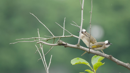 大自然中的野生小鸟飞鸟类视频