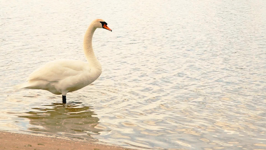 在一座城市公园池塘中白天鹅在露天的白天鹅hd1080视频
