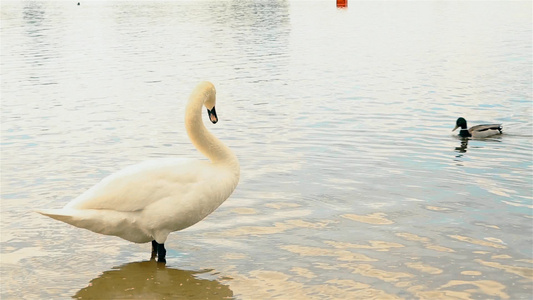 美丽的白天鹅漂浮在城市公园的池塘户外hd视频