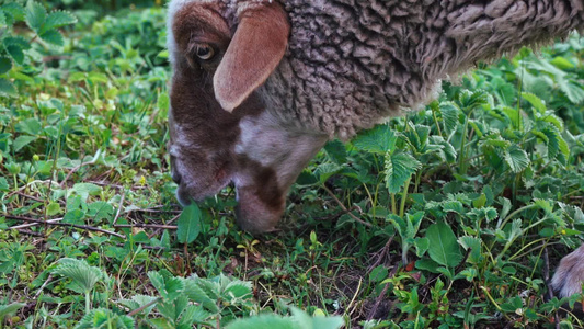 在马那利草原上吃绿草的绵羊hemachalpradesh视频