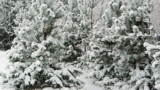 在冬天的树林里散步视频