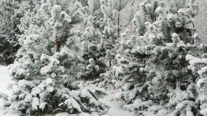 在冬天的树林里散步19秒视频