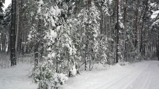 雪地松林视频