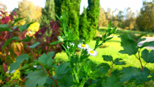 花园的风中白花视频