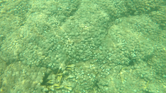 许多小鱼在深海中游动有珊瑚和反射面视频