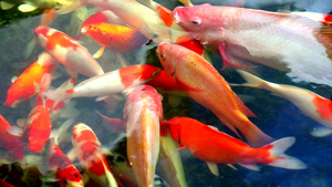 鱼尾鱼或鲤鱼在池塘中游泳白鱼在水面食用15秒视频