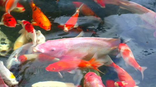 科伊鱼或鲤鱼正在池塘中游泳有一条鱼在水面上呼吸视频