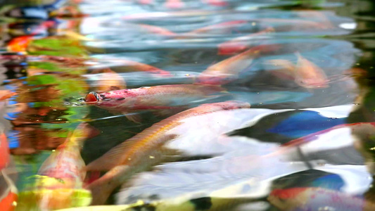 科伊鱼或鲤鱼正在池塘中游泳有一条鱼在水面上呼吸视频