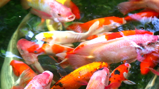 在池塘中游泳的鱼或小鱼在水面上觅食视频