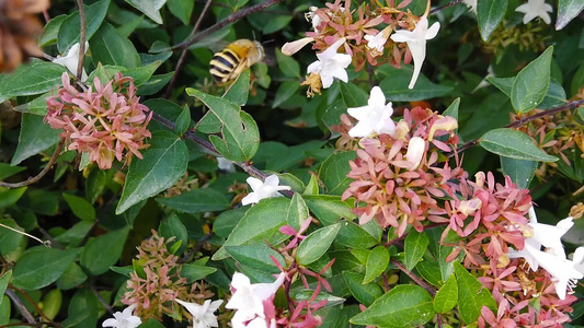 白带色在扇贝花上挖掘蜜蜂02慢动作视频