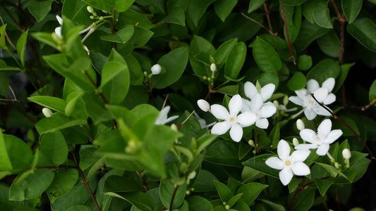 春天花园里五颜六色的热带花卉的宏观特写模糊在阳光茂盛视频