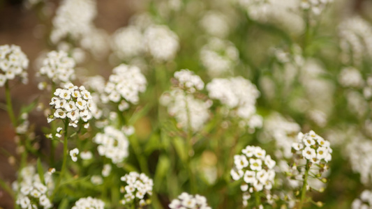 美国加利福尼亚州花园里的嫩白花春天的草甸浪漫气息清晨视频