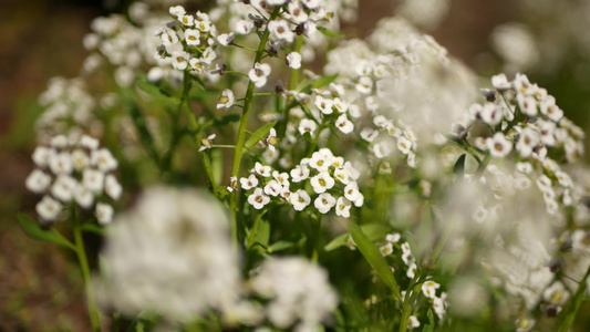 美国加利福尼亚州花园里的嫩白花春天的草甸浪漫气息清晨视频