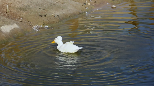 一条有趣的白鸭被冲进河里视频