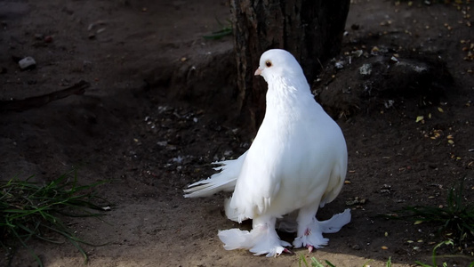 美丽的白鸽的景色站在地上视频