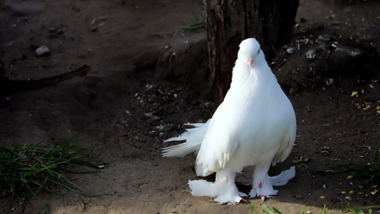 一只美丽的白鸽鸟儿视频