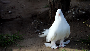 一只美丽的白鸽鸟儿11秒视频