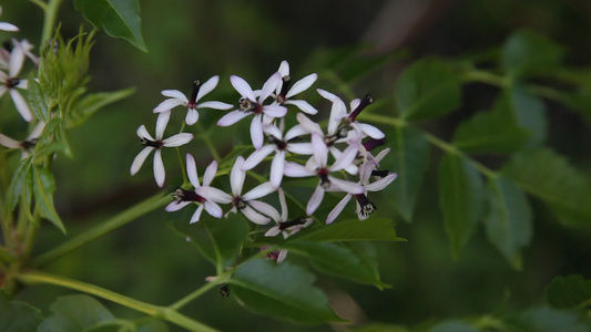 树上的白花视频