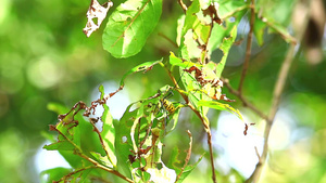 长长的角甲虫正在吃树叶以育种花园中的植物和树木受到9秒视频