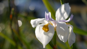 白色鸢尾花开花在美国加利福尼亚州从事园艺春天早晨的15秒视频