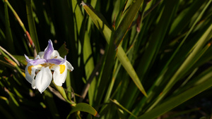 白色鸢尾花开花在美国加利福尼亚州从事园艺春天早晨的20秒视频