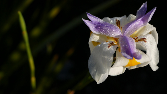 白色鸢尾花开花在美国加利福尼亚州从事园艺春天早晨的视频