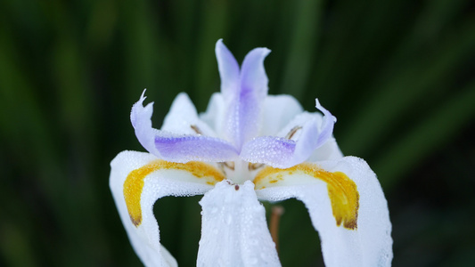 白色鸢尾花开花在美国加利福尼亚州从事园艺春天早晨的视频