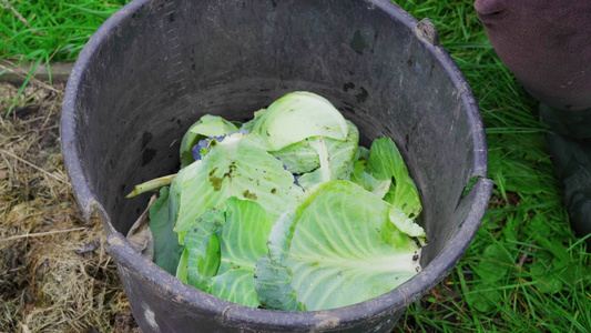 用塑料桶扔掉多余的被宠坏的卷心菜叶视频