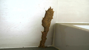 白蚁在水槽旁边筑巢吃家具17秒视频