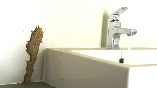 白蚁在水槽旁筑巢吃家具开水湿润视频