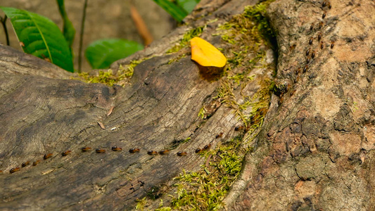 黑白蚁的血毛含土筑巢用苔树皮在丛林中行进的极端社会昆虫视频