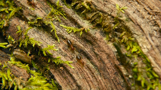 黑白蚁的血毛含土筑巢用苔树皮在丛林中行进的极端社会昆虫视频