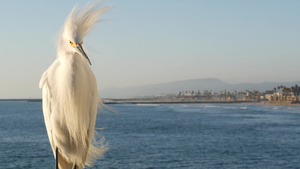 白雪埃格雷特在码头栏杆上卡利福尼亚海滨海水浪26秒视频