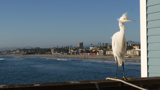 白雪埃格雷特在码头栏杆上卡利福尼亚usa海滨海水浪视频