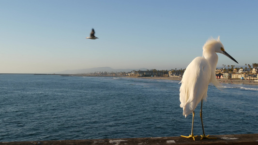 白雪埃格雷特在码头栏杆上卡利福尼亚usa海滨海水浪视频