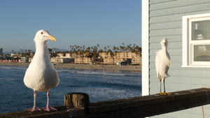 白雪埃格雷特在码头栏杆上卡利福尼亚海滨海水浪13秒视频