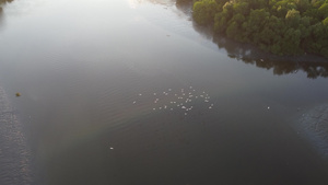 白鸟群在红树附近的河流上飞翔10秒视频