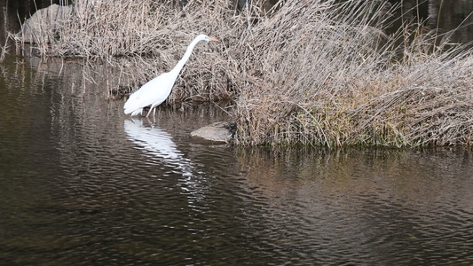 在河中漫步的成年大白鹭鸟视频