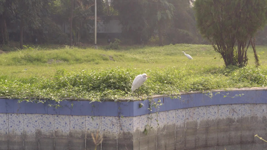 印度西部加尔各答拉宾德拉萨罗瓦尔湖公园前院或后院草坪视频