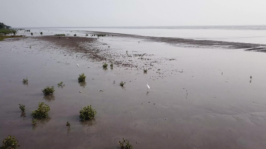 站在浅海岸的白埃格雷特视频