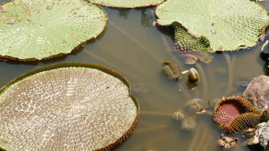池塘里漂浮的睡莲从上面漂浮在平静的水中的绿叶佛教宗教视频