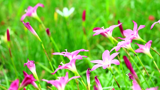 花朵在绿色花园中开花的仙女百合或雨下百合粉红色花朵视频